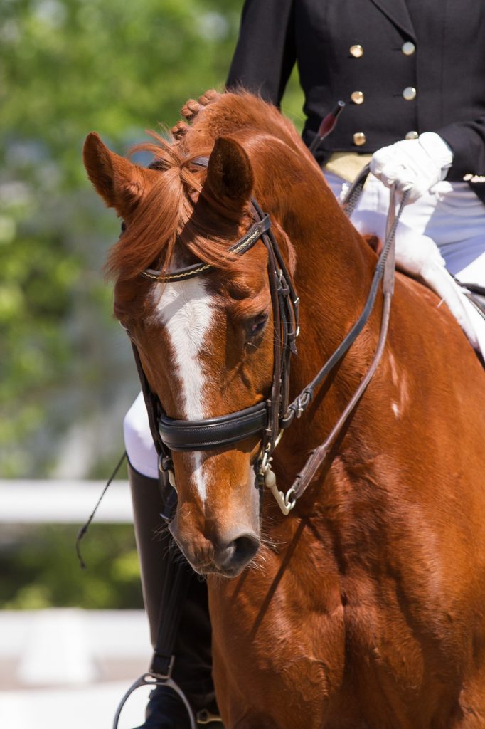 SRCHA Horse Show