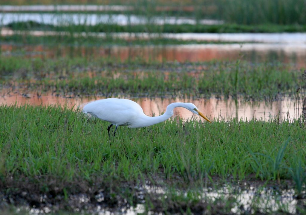 National Wildlife Refuge